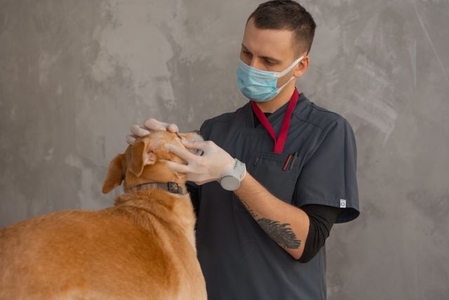 A seleção da UFLA também tem dez vagas para residência em clínica e cirurgia de cães, gatos e outros animais de companhia. Foto: Divulgação/UFLA