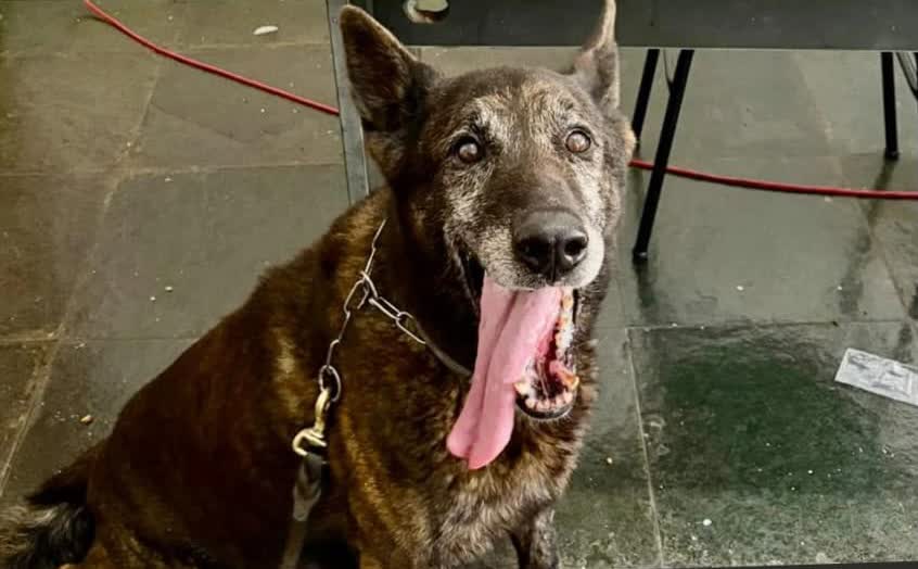 O cão Black, da equipe da ROCCA, que localizou as duas barras de cocaína no banco do carro. Imagem: PMMG