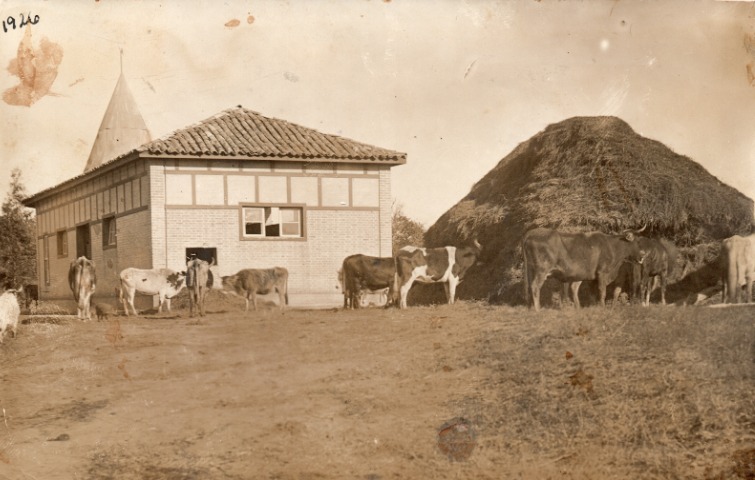 A Fazenda Ceres, da Escola Agrícola de Lavras, em 1926, com o estábulo e o gado leiteiro