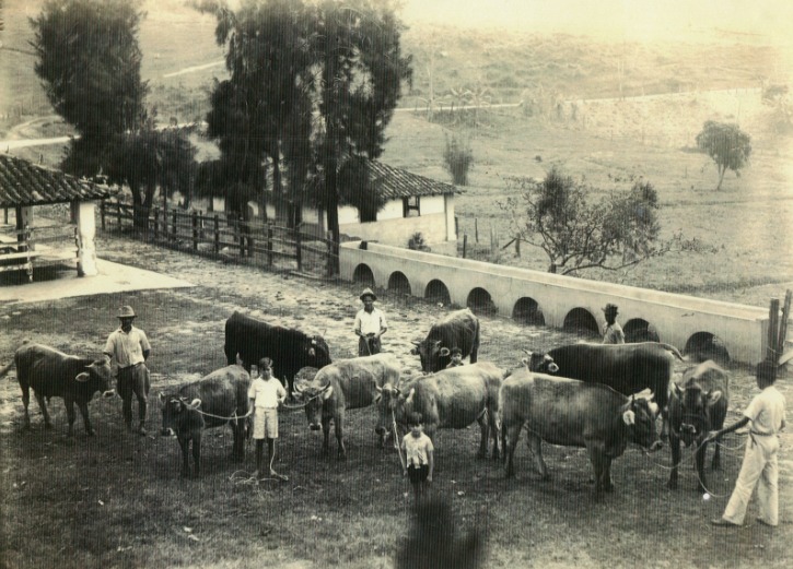 O gado da Fazenda Modelo da Escola Agrícola de Lavras